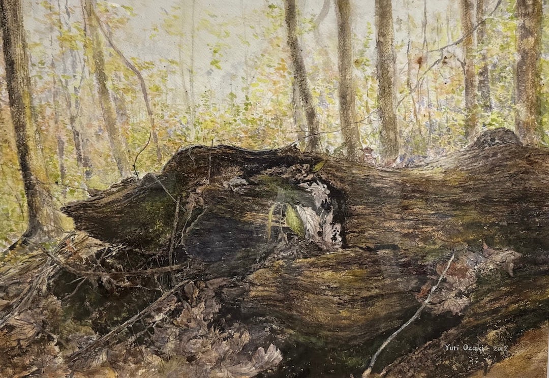 Rotting Tree Stump 2 by Yuri Ozaki 