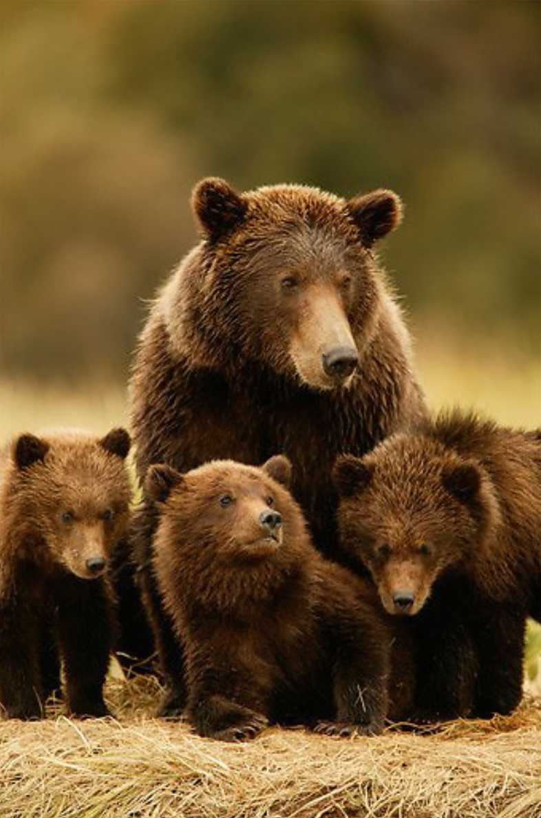 Bear Family by Jenny Jonak, Image 1.