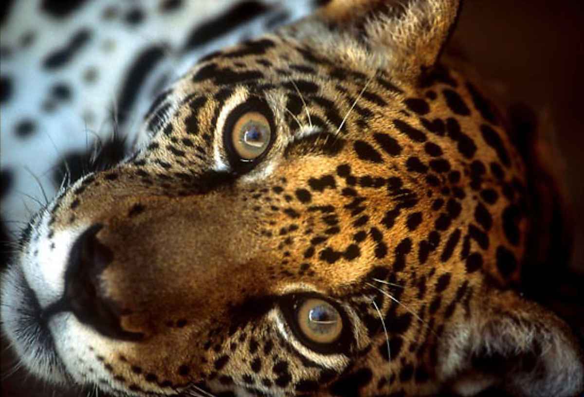 Jaguar - Amazon by Jenny Jonak, Image 1.