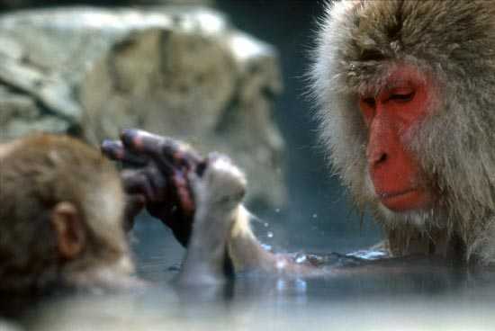 Snow Monkeys, Japan by Jenny Jonak, Image 1.