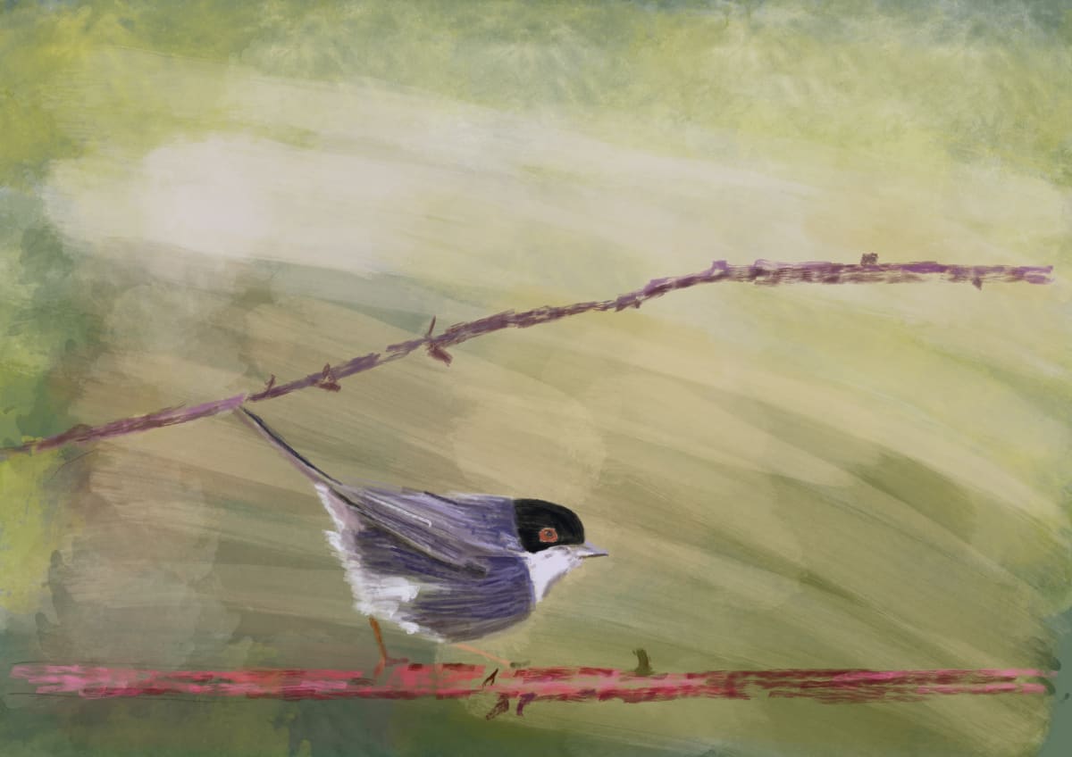 ART256 Sardinian_Warbler by Bella Moraes ArtWork 