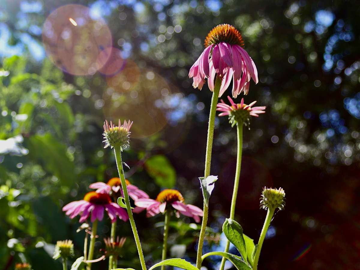 Coneflower 2 by Jay Laxton, Image 1.