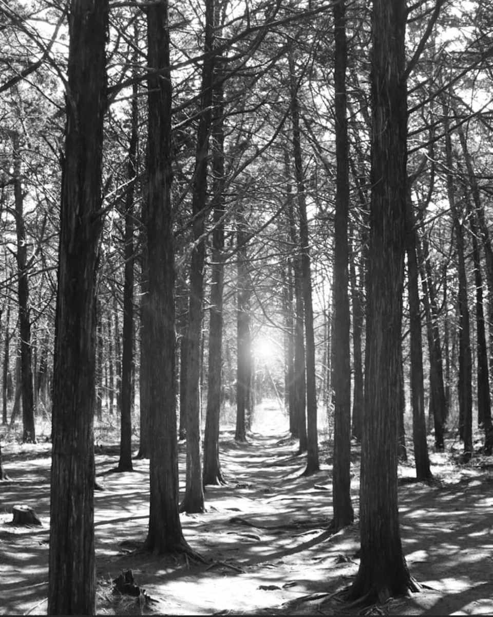 Through the Trees by Jay Laxton  Image: Wichita Mountains Wildlife Refuge