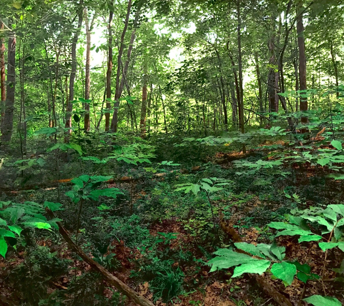 Near Indiana Creek, Griffy Lake Nature Preserve, Monroe County, Indiana by Mark Tribe Studio 