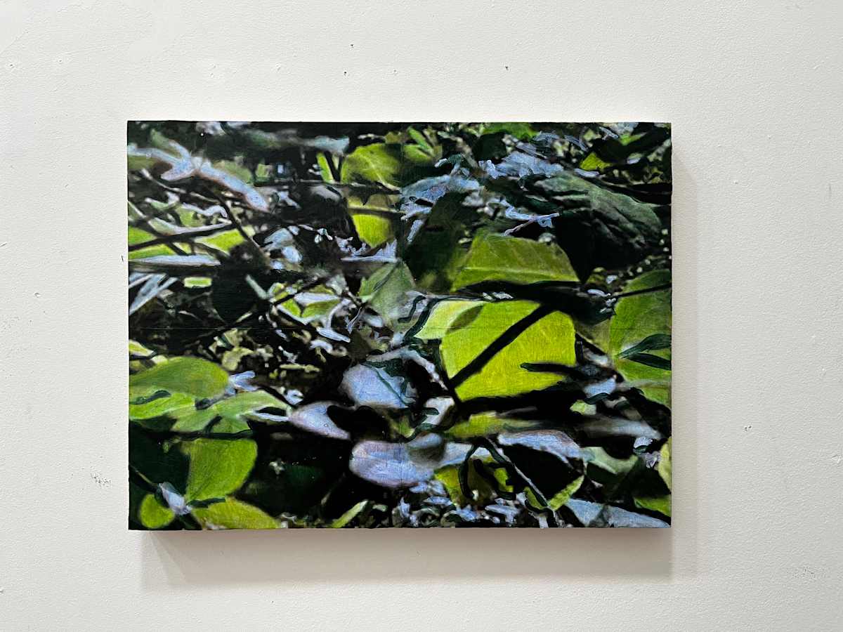 Spicebush Transfer A by Mark Tribe, Image 1.