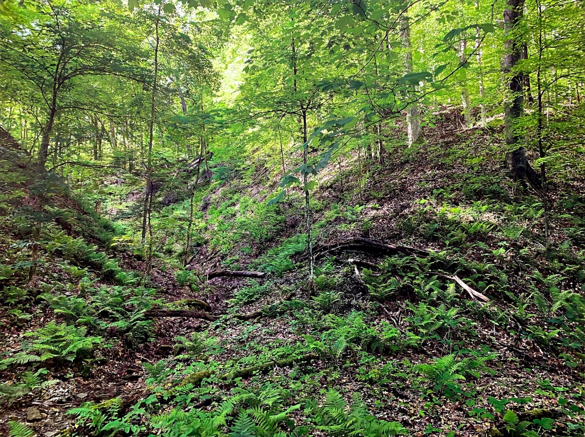 Near Griffy Creek, Griffy Lake Nature Preserve, Monroe County, Indiana by Mark Tribe 