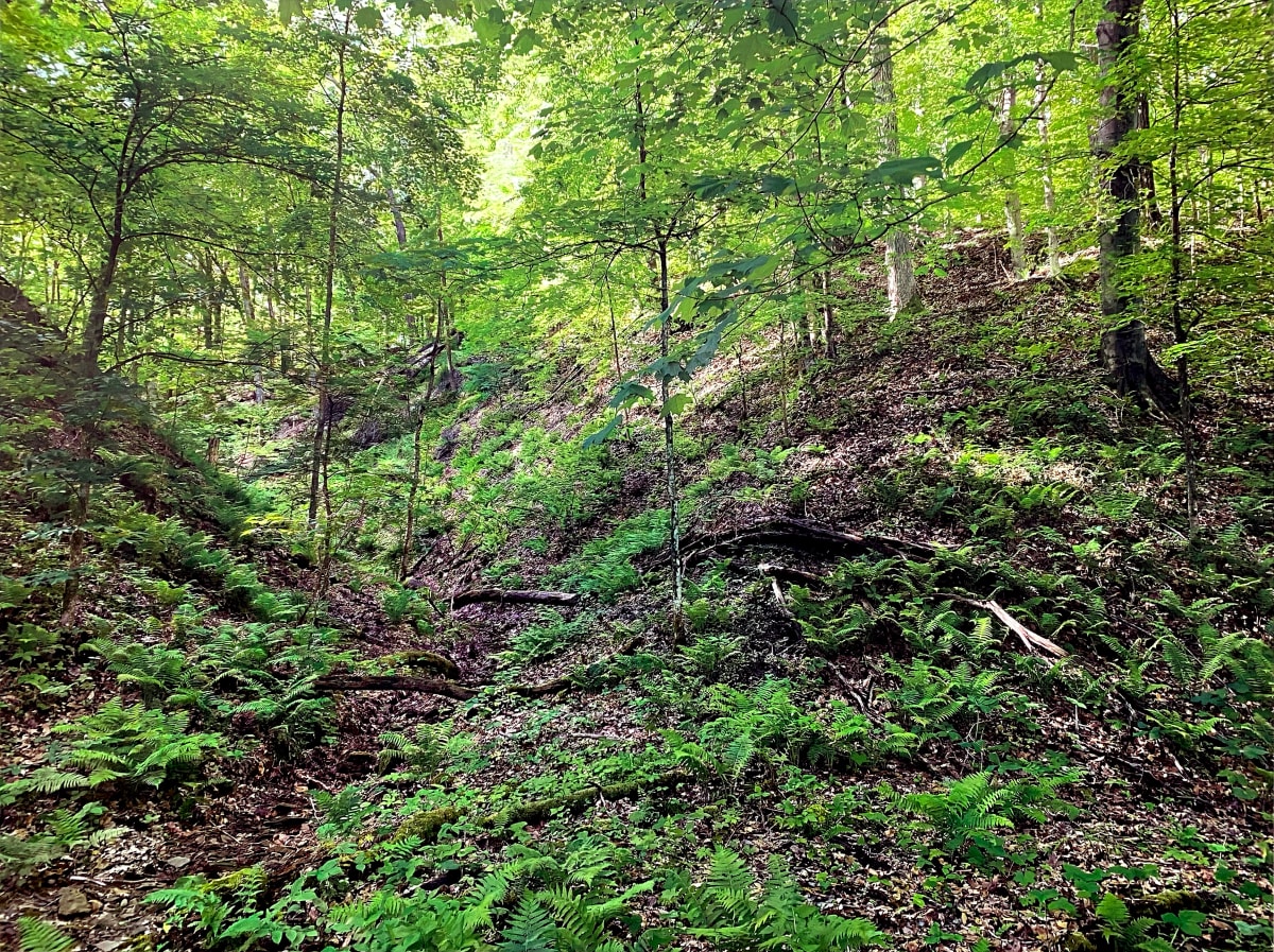 Near Griffy Creek, Griffy Lake Nature Preserve, Monroe County, Indiana 