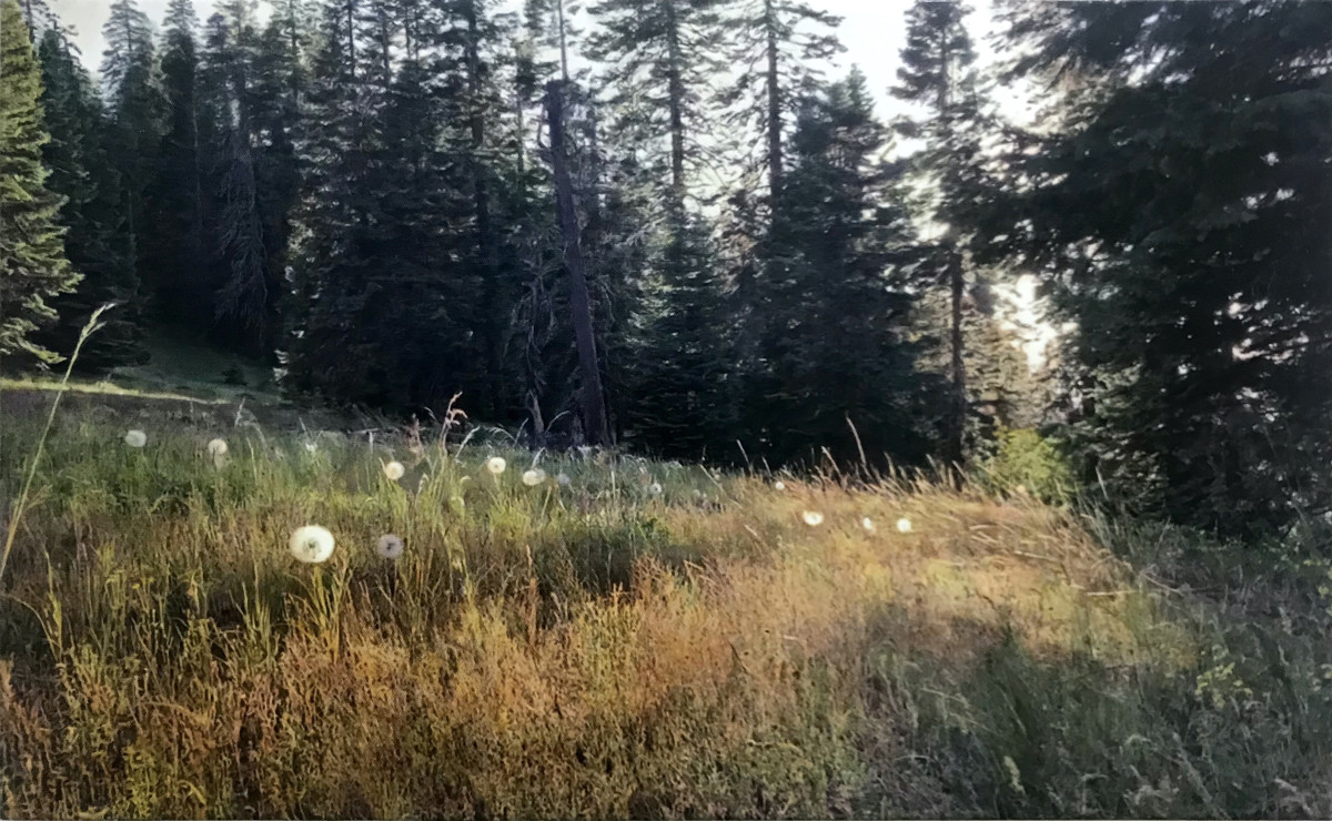 Salsify, Cascade-Siskiyou National Monument, Jackson County, Oregon by Mark Tribe Studio 