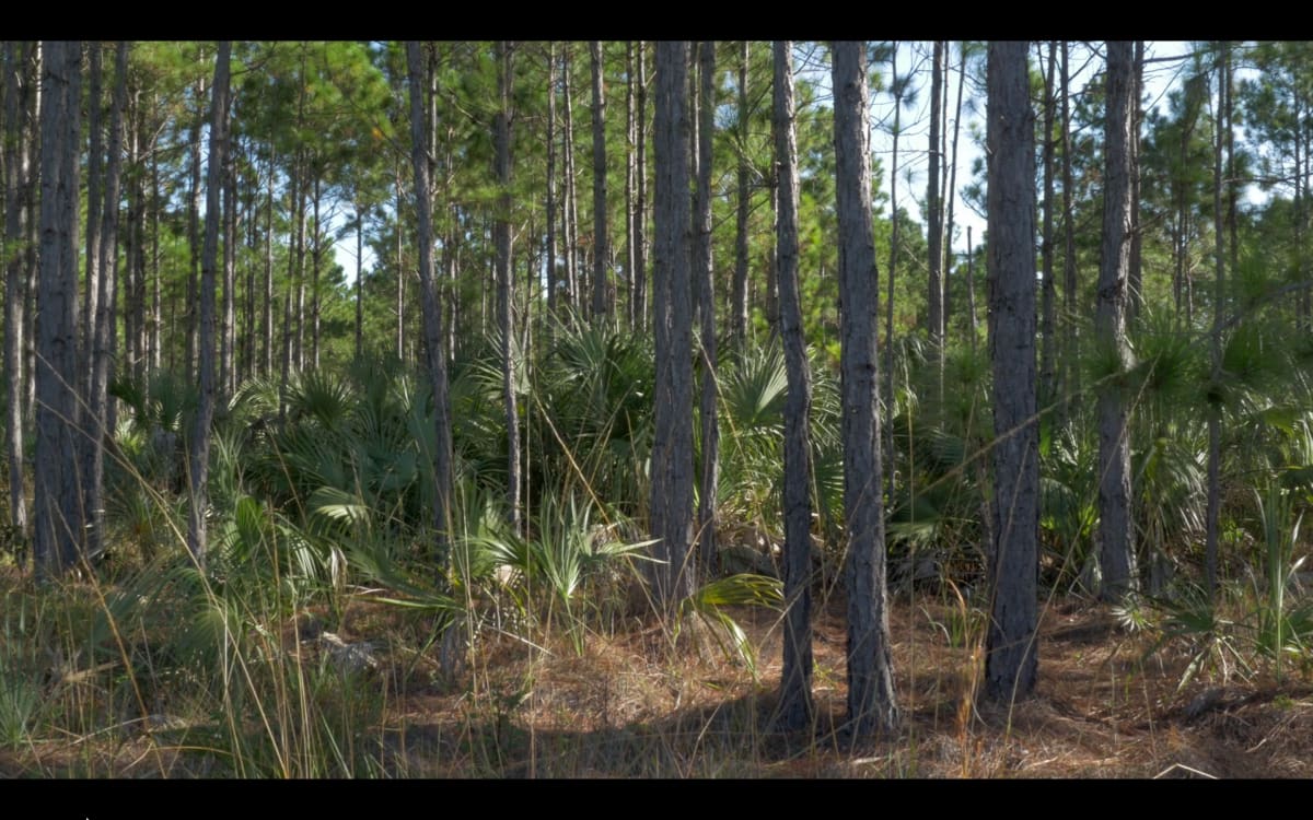 Pine Rockland, Miami-Dade County, Florida, October 4, 2015 by Mark Tribe Studio 