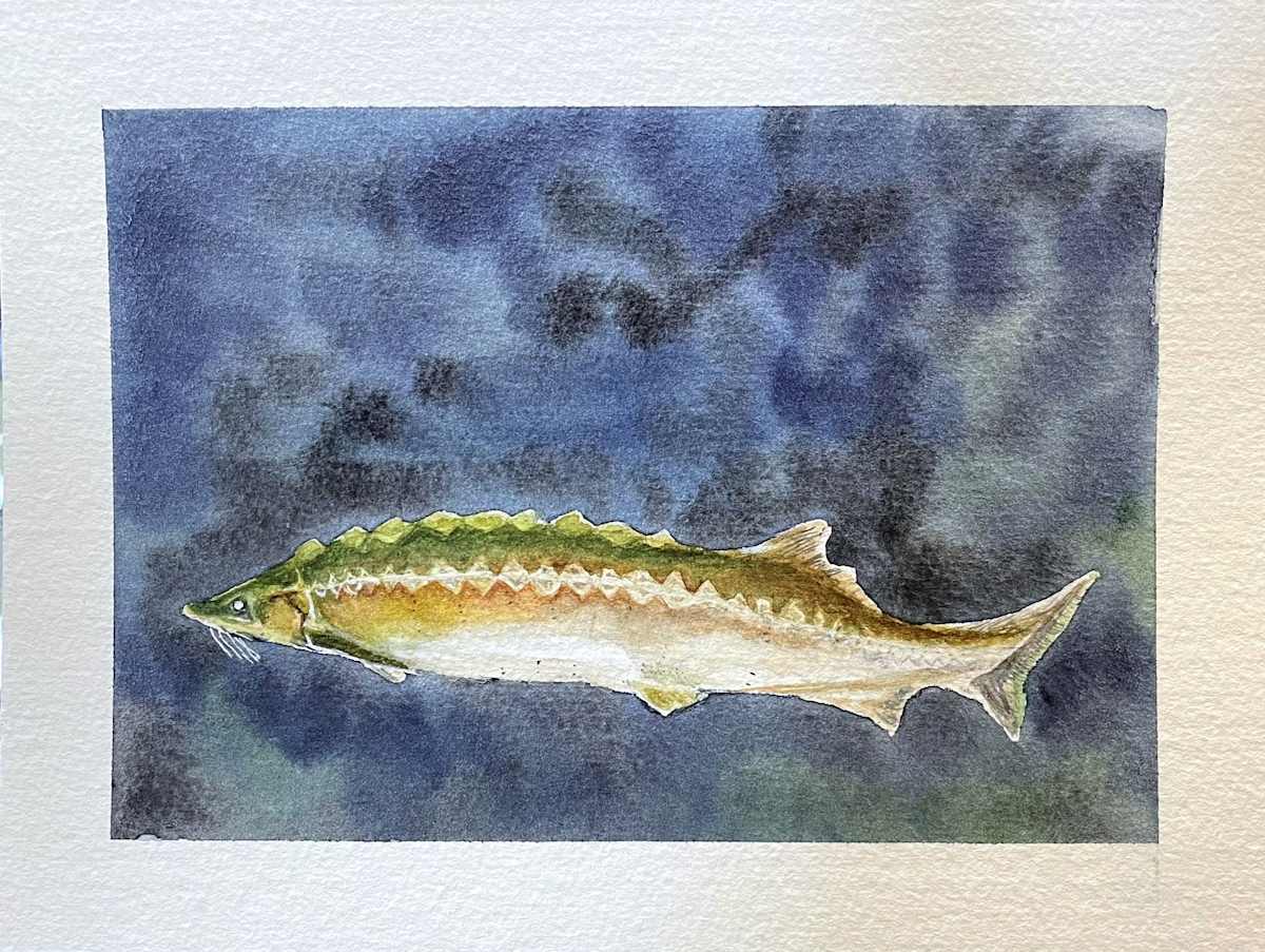 Salmon by Bronwyn Teixeira 