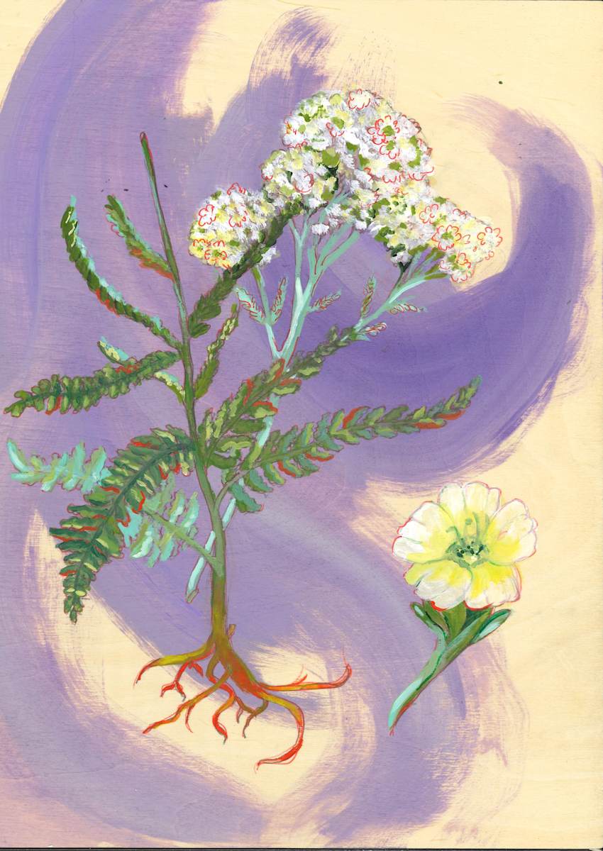 Yarrow by Krystle Brown 