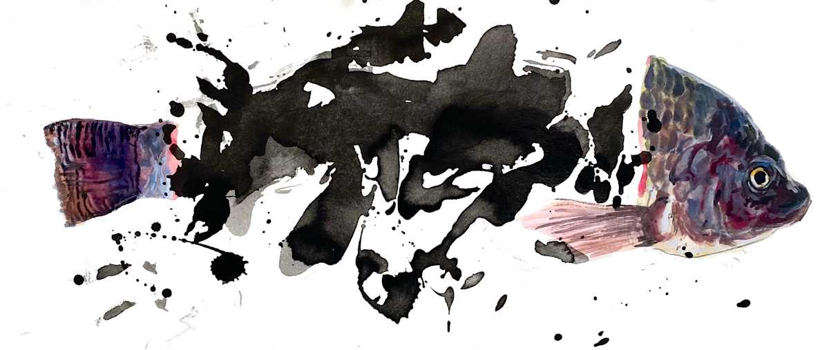 Tilapia by Sherry You 