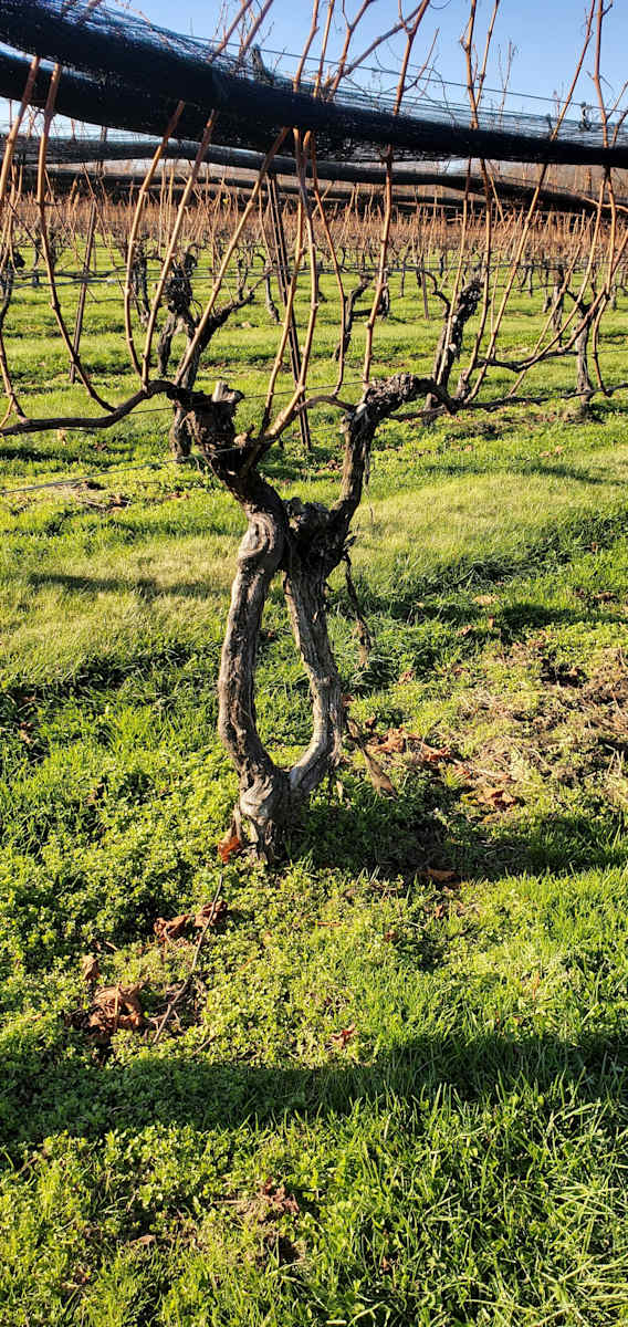 Eye by Dolores Anoli 