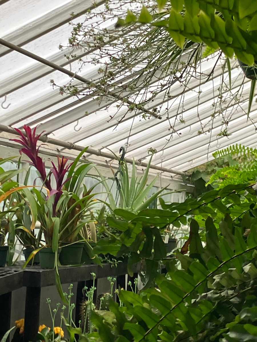 sky light by D Bramante 