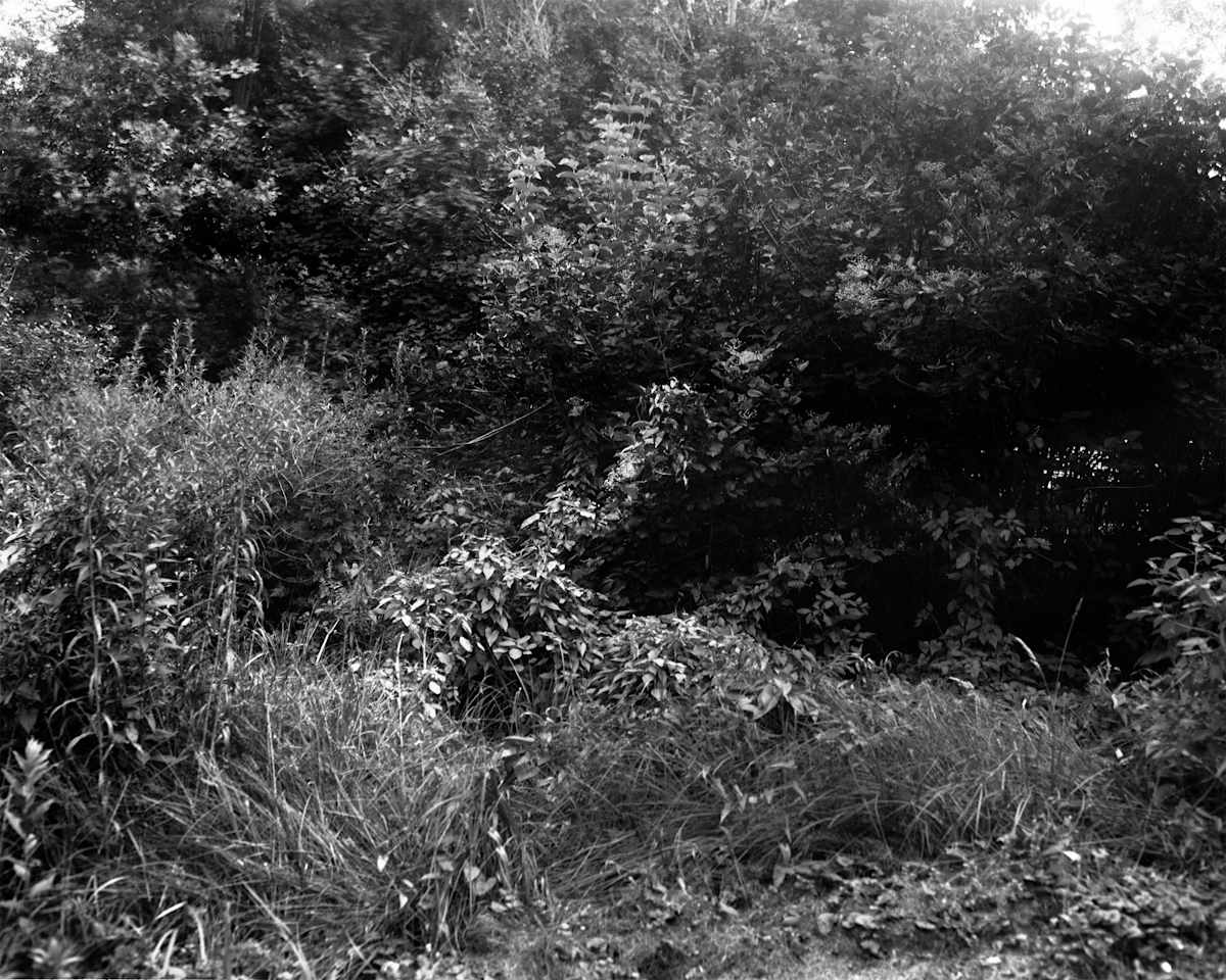 Untitled (Leaves) by Andrew Bailey 