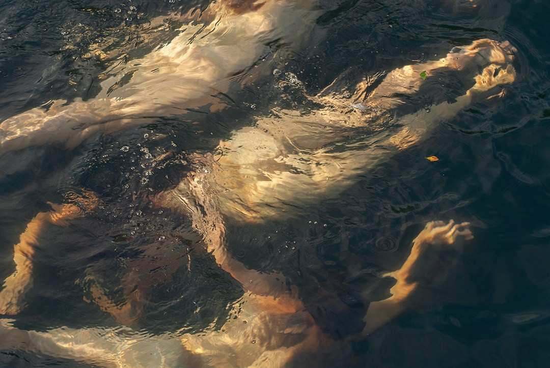 Parrot Tulip by Michael Seif 