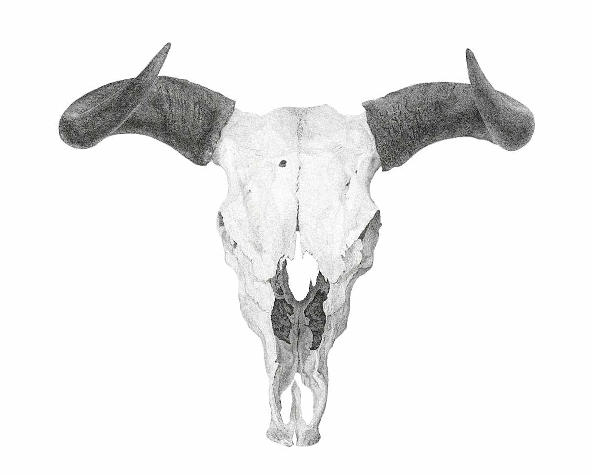 Fragility by Steven Buduo 