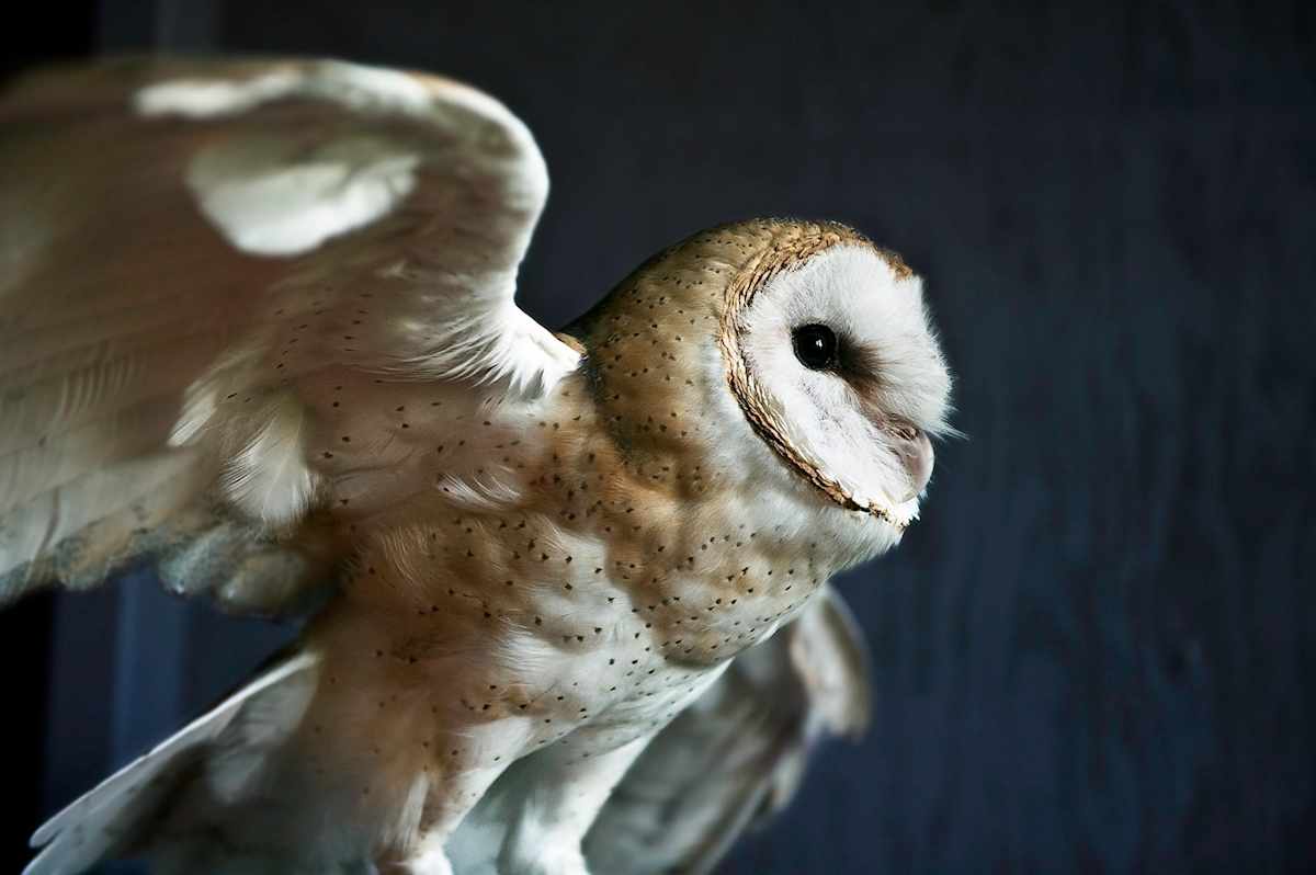 Banchee 4 by Lydia Harris 