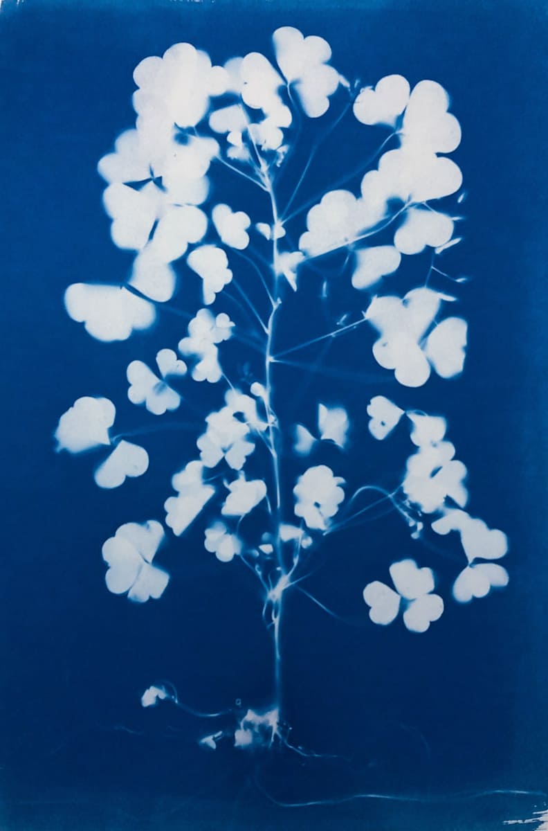 Clover Tree by Mary Pinto 