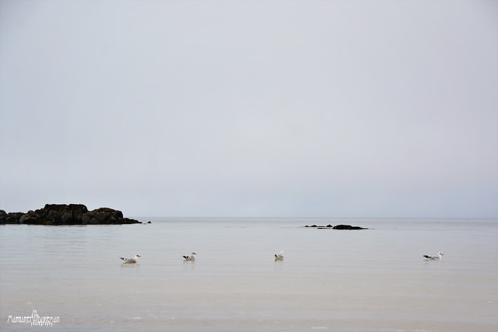 "A Gathering in Gray" by Margaret Fischer Dukeman 