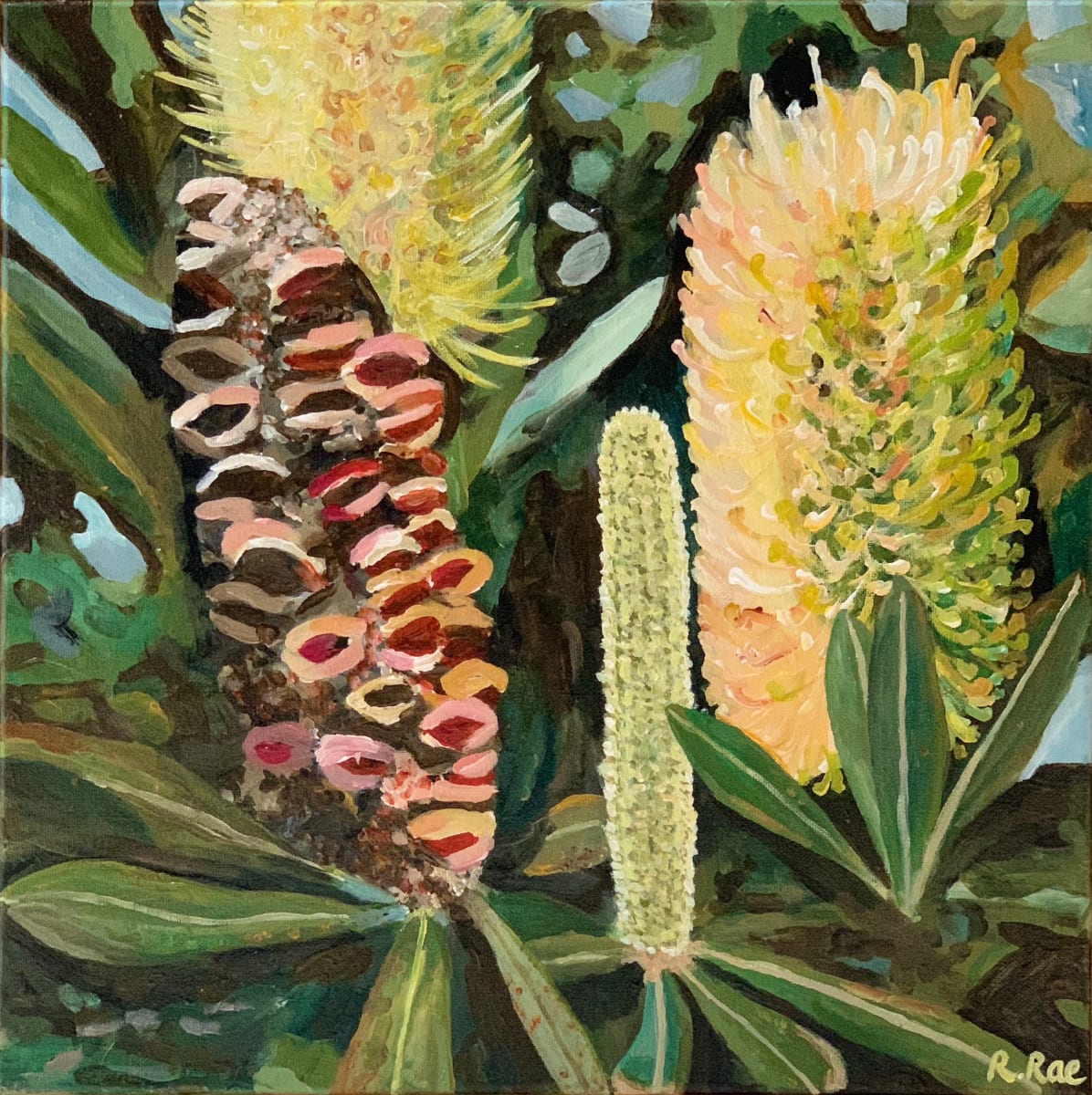 Banksias by Rachel Rae 
