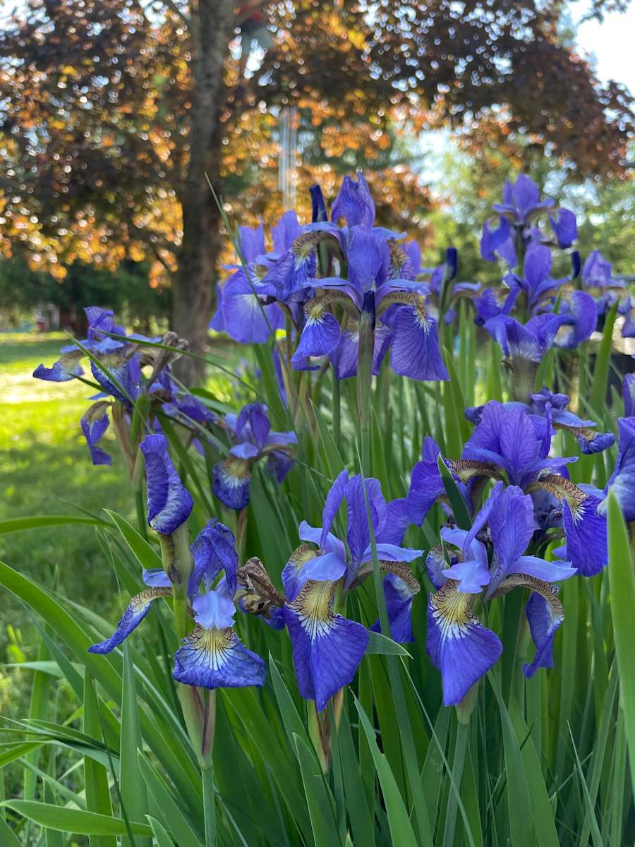 Siberian Iris by Tamara Dimitri 