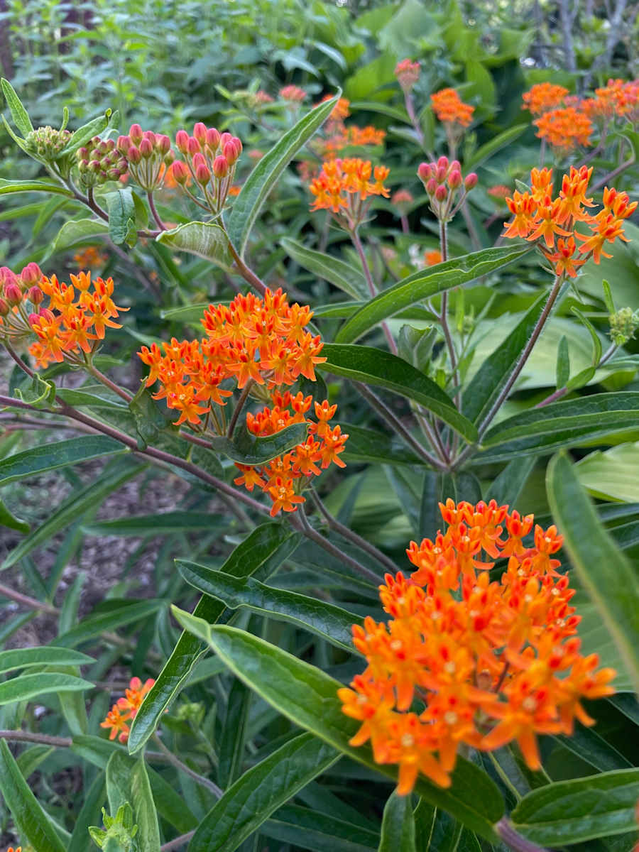 Butterfly Weed by Tamara Dimitri 