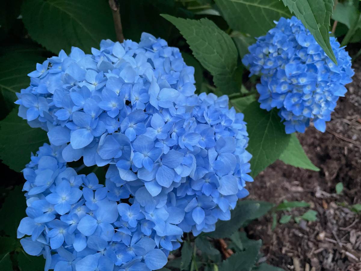 Endless Summer Blue Hydrangea by Tamara Dimitri 