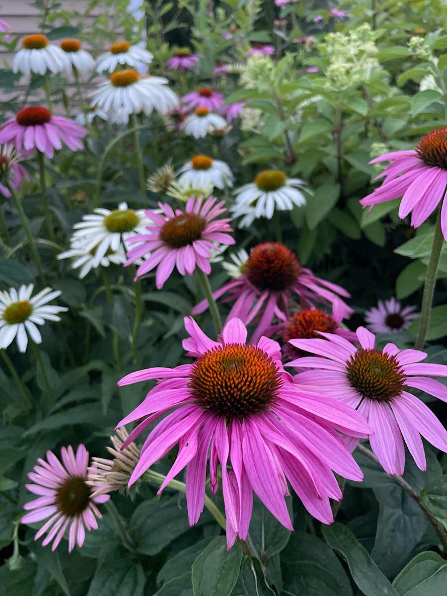 Coneflower by Tamara Dimitri 
