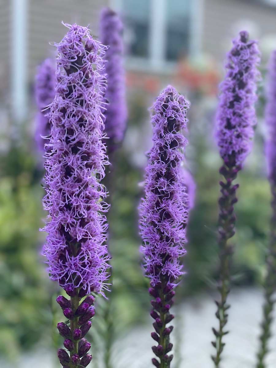 Blazing Star by Tamara Dimitri 