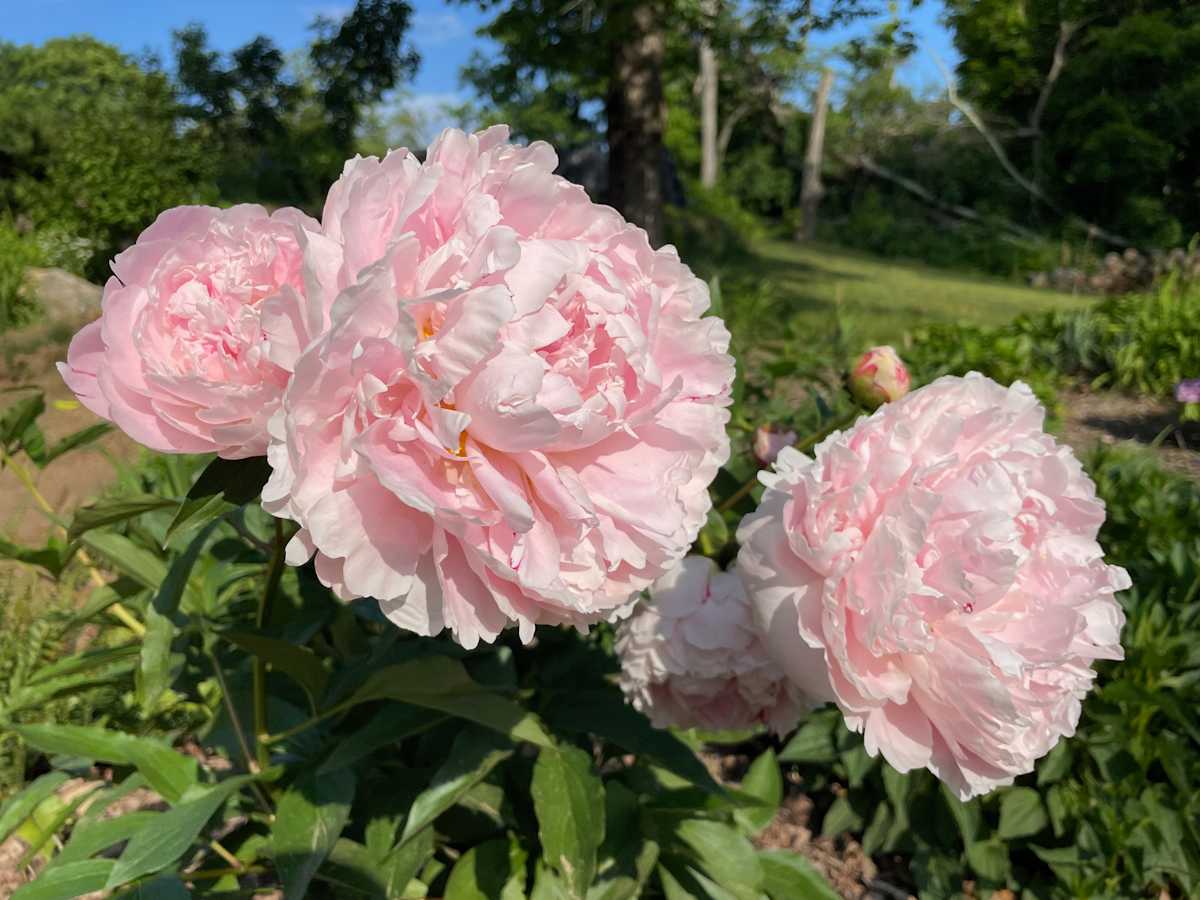 Peony by Tamara Dimitri 