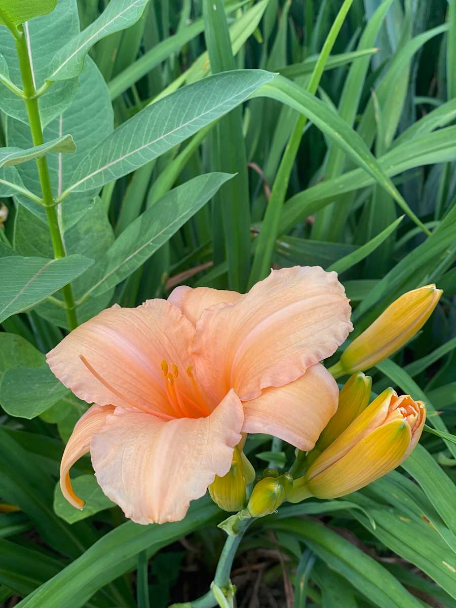 day lily by Tamara Dimitri 