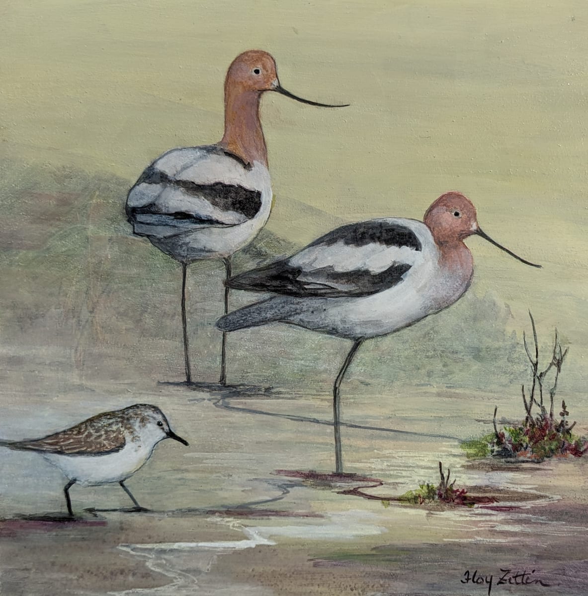 Avocet Study by Floy Zittin 