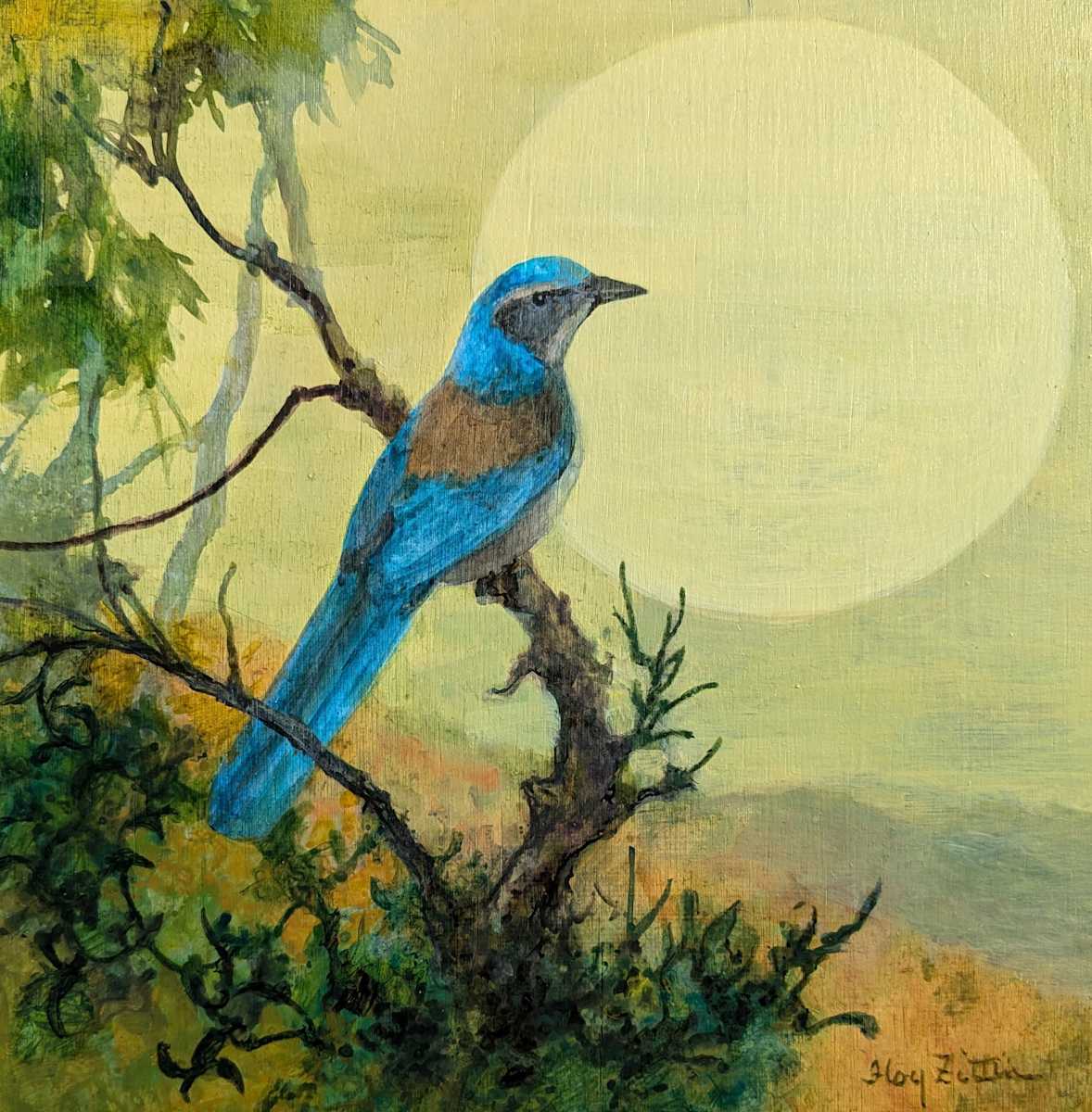California Scrub-Jay by Floy Zittin 