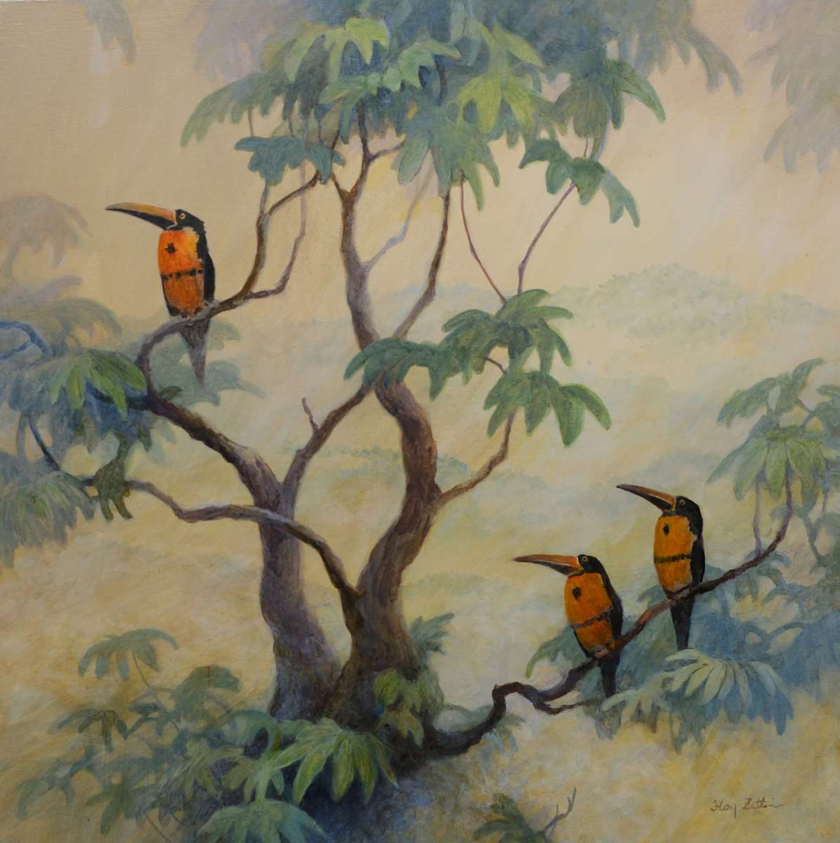 Collared Aracari by Floy Zittin, Image 1.