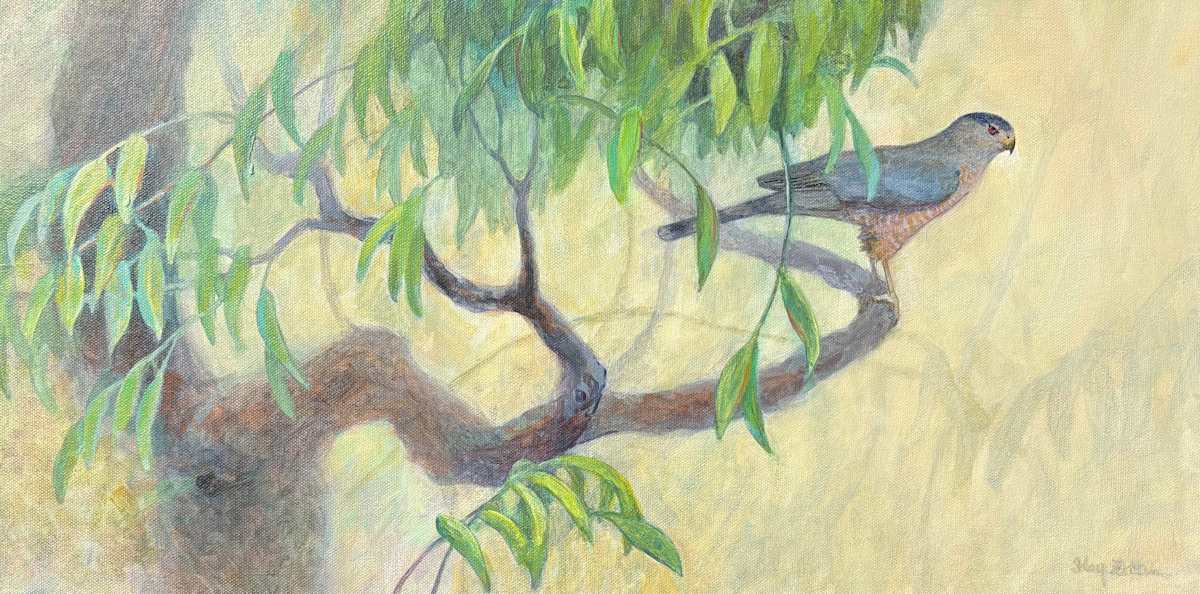 Cooper's Hawk in Walnut by Floy Zittin, Image 1.