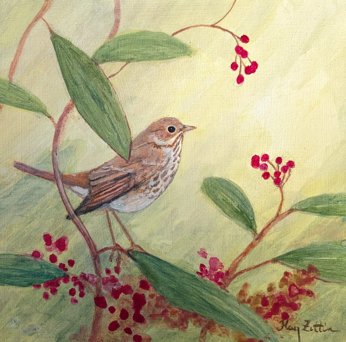 Hermit Thrush and Toyon by Floy Zittin 