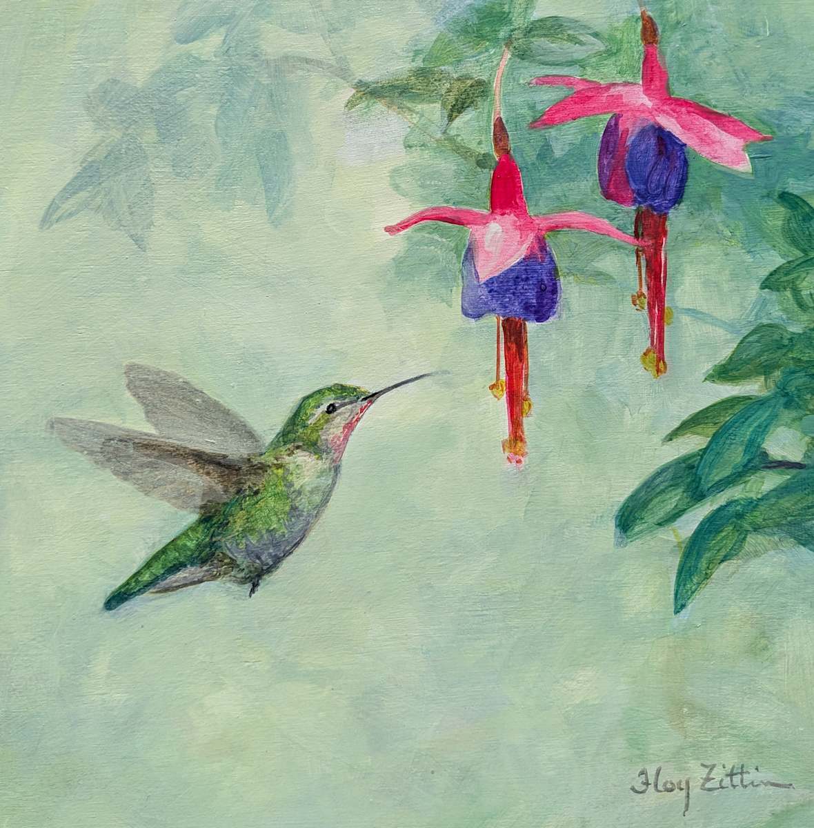 Hummingbird and Fuchsia by Floy Zittin 