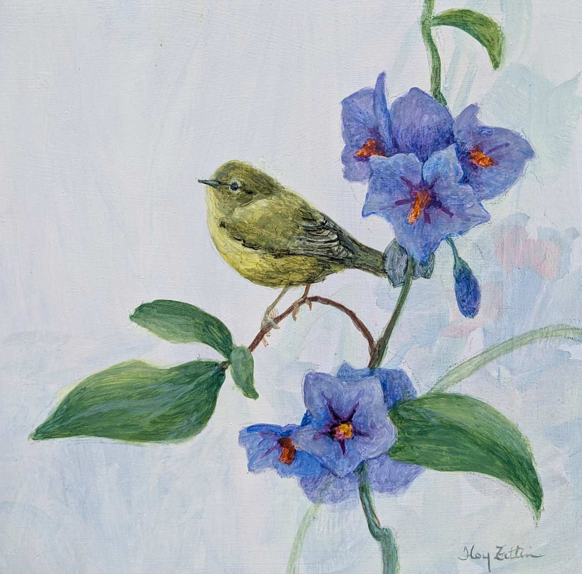 Orange-crowned Warbler by Floy Zittin 