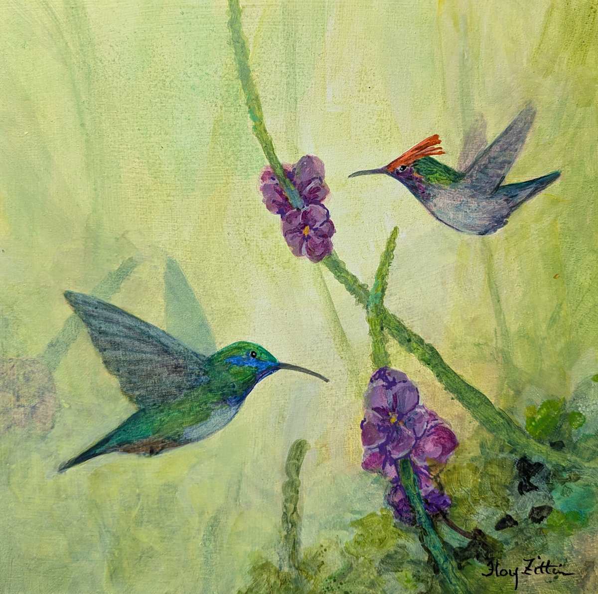 Violetear and Coquette by Floy Zittin 