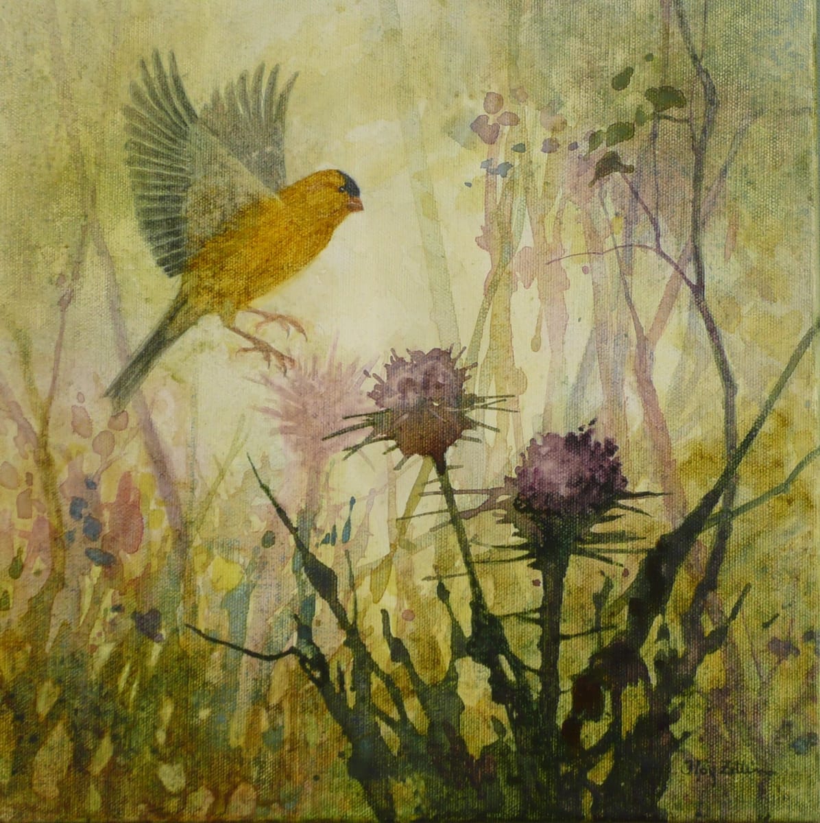 American Goldfinch by Floy Zittin 
