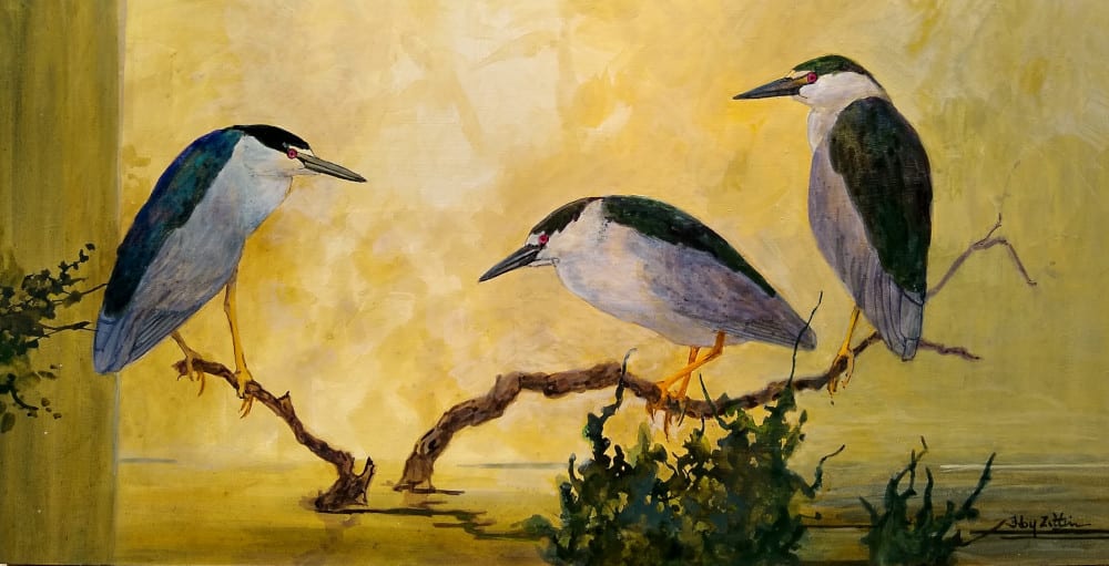 Night-Herons by Floy Zittin 