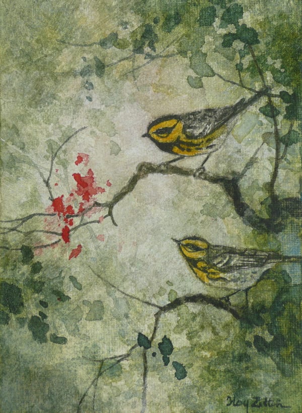 Townsend's Warblers by Floy Zittin 