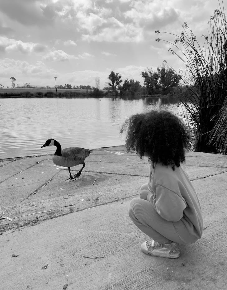 Watching a Goose by Anat Ambar 