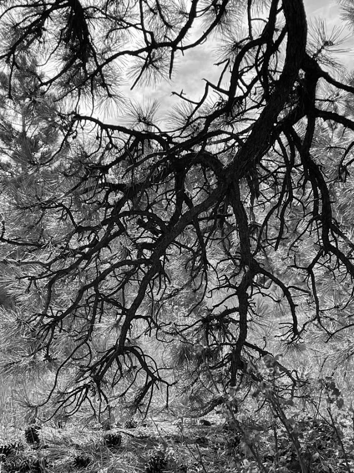 Branches by Anat Ambar 