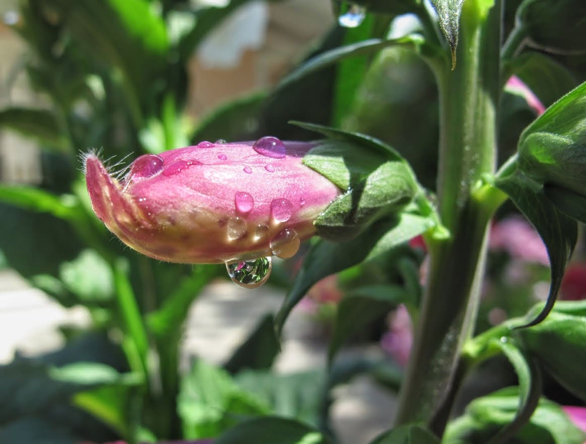 Water Drop by Anat Ambar 
