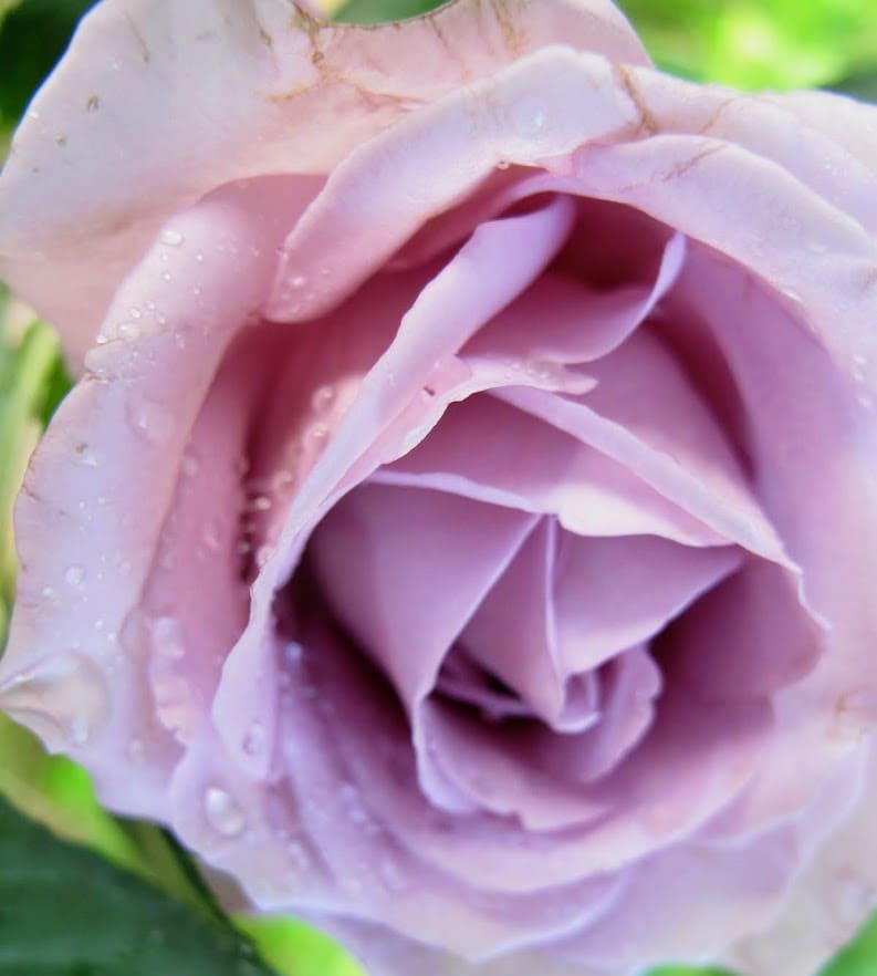 Rose by Anat Ambar 