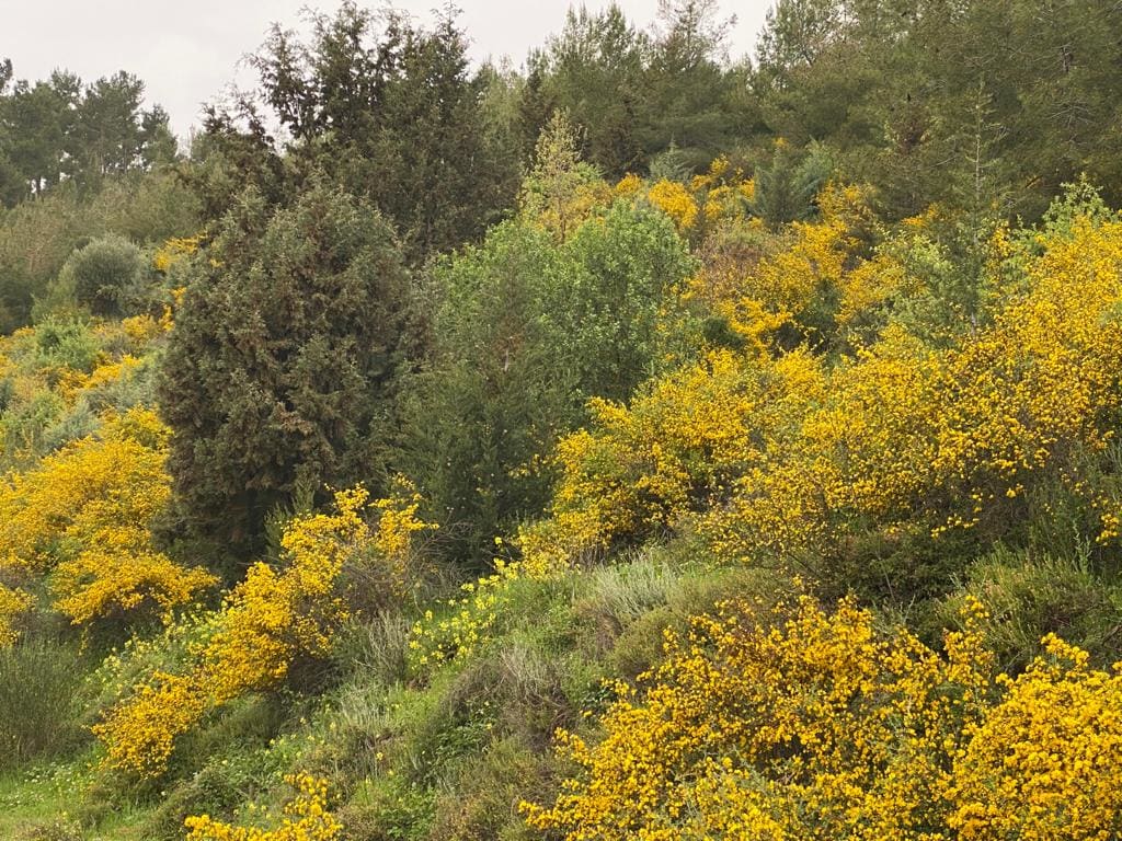 Yellow by Anat Ambar 