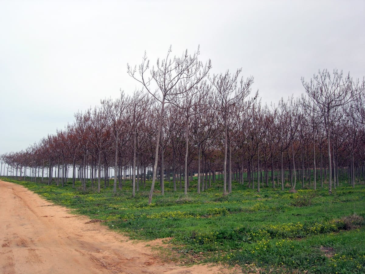 A Grove by Anat Ambar 