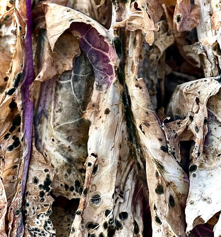 Leaves by Anat Ambar 